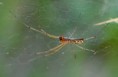 /album/linyphiidae/linyphia-triangularis-m-jpg/